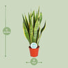Sansevieria Trifasciata Laurentii - ↕ 50 cm - Ø 14 cm