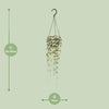 Leuchterblume – Ceropegia Woodii hängend – ↕ 50 cm – Ø 14 cm