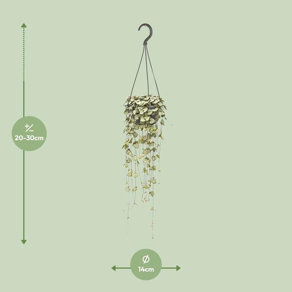 Leuchterblume – Ceropegia Woodii hängend – ↕ 50 cm – Ø 14 cm