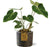 Philodendron Gloriosum – ↕ 40 cm – Ø 15 cm | Maas Übertopf Braun – ↕ 14 cm – Ø 16 cm