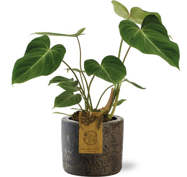 Philodendron Gloriosum – ↕ 40 cm – Ø 15 cm | Maas Übertopf Braun – ↕ 14 cm – Ø 16 cm