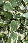 4x Efeu – Hedera colchica Dentata Variegata – ↕ 65 cm – Ø 15 cm
