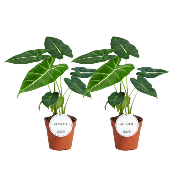 2x Pfeilblatt - Alocasia Frydek- ↕ 35 cm - ø 12 cm