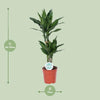 Drachenbaum - Dracaena Janet Lind - ↕ 70 cm - Ø 17 cm