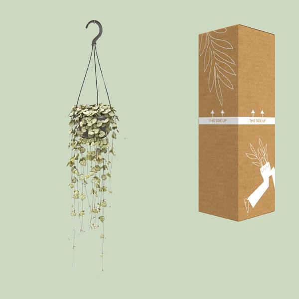 Leuchterblume – Ceropegia Woodii hängend – ↕ 50 cm – Ø 14 cm