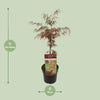 Fächerahorn – Acer palmatum Garnet – ↕ 40 cm – Ø 19 cm
