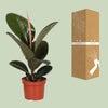 Gummibaum - Ficus Elastica Robusta - ↕ 35 cm - Ø 12 cm