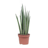 Bogenhanf - Sansevieria Fernwood Punk - ↕ 35 cm - Ø 12 cm