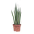 Bogenhanf - Sansevieria Fernwood Punk - ↕ 35 cm - Ø 12 cm