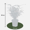 Bambus – Fargesia rufa – ↕ 40 cm – Ø 14 cm