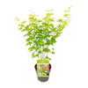 Fächerahorn – Acer palmatum Going Green – ↕ 30 cm – Ø 15 cm