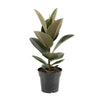 Gummibaum - Ficus Elastica Robusta - ↕ 55 cm - Ø 17 cm