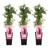3x Wilder Wein – Parthenocissus quinquefolia Engelmannii – ↕ 65 cm – Ø 15 cm
