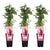 3x Wilder Wein – Parthenocissus quinquefolia Engelmannii – ↕ 65 cm – Ø 15 cm