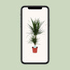 Drachenbaum - Dracaena Marginata - ↕ 75 cm - Ø 17 cm