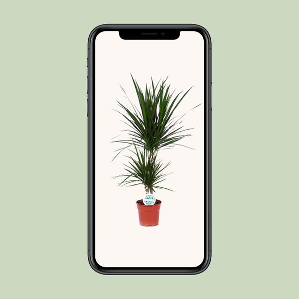 Drachenbaum - Dracaena Marginata - ↕ 75 cm - Ø 17 cm