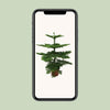 Affenbaum - Araucaria araucana - ↕ 100 cm - ø 21 cm