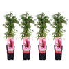 4x Wilder Wein – Parthenocissus quinquefolia Engelmannii – ↕ 65 cm – Ø 15 cm