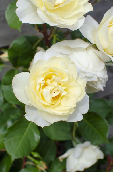 Rose - Rosa Crazy in love 'Vanilla' - Creme-Rose - Ø15cm - ↕65cm