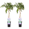 Chinesischer Blauregen ‚Prolific' – Wisteria sinensis
