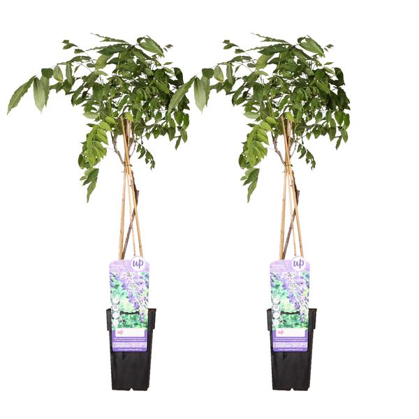 Chinesischer Blauregen ‚Prolific' – Wisteria sinensis