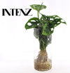 Fensterblatt - Monstera in Cylinder Glas - ↕ 25 cm - Ø 12 cm