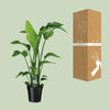 Strelitzia Nicolai - ↕ 90 cm - Ø 19 cm - V2