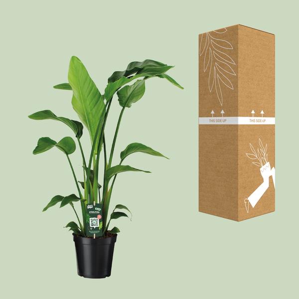 Strelitzia Nicolai - ↕ 90 cm - Ø 19 cm - V2