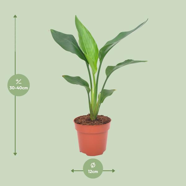 Strelitzia Reginea - ↕ 40 cm - Ø 12 cm