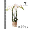Nachtfalterorchidee weiß – Phalaenopsis Orchidee – Amabilis – ↕ ca. 35–45 cm – Ø 9 cm
