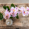 Nachtfalterorchidee & Sukkulente - ↕ ca. 30–35 cm - Ø 9 cm | 2er-Set rosa gefleckt auf weißem Tablett