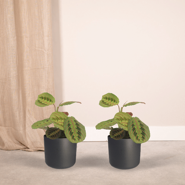 2x Pfeilwurz – Maranta Fascinator – ↕ 20 cm – Ø 12 cm