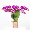 Nachtfalterorchidee lila – Phalaenopsis Orchidee – Morelia – ↕ ca. 35–45 cm – Ø 9 cm