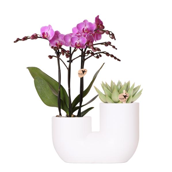 Nachtfalterorchidee - Phalaenopsis Vienna rosa & Sukkulente - 2 Pflanzen - ↕ 40 cm - Ø 9 cm | Ziertopf Weiß