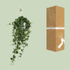 Efeu - Hedera Helix Pitsburg - ↕ 40 - 50 cm - Ø 17 cm