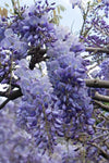 Wisteria sinensis 'Prolific' - Glyzinie - Ø15cm - ↕65cm
