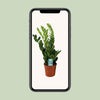Glücksfeder - Zamioculcas Zamiifolia - ↕ 65 cm - Ø 17 cm