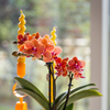 Nachtfalterorchidee - Orange Orchidee Bolzano - ↕ 40 cm - Ø 9 cm | Hieroglyph Ziertopf Off White