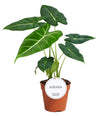 Pfeilblatt - Alocasia Frydek - ↕ 35 cm - Ø 12 cm