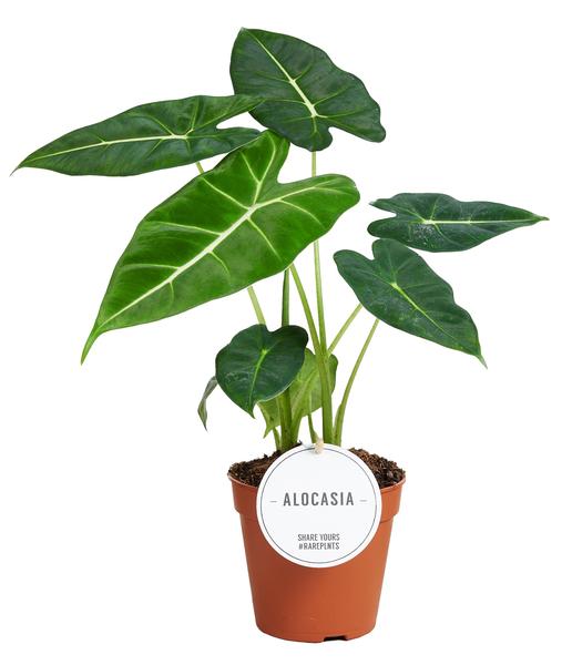 Pfeilblatt - Alocasia Frydek - ↕ 35 cm - Ø 12 cm