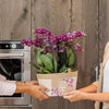 Pflanzenset Lila – 3x Phalaenopsis Morelia lila 9 cm & 3x Grünpflanzen – inkl. Baumwollkorb mit Wassertank – Dschungelstrauß Lila