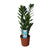 Glücksfeder - Zamioculcas Zamiifolia - ↕ 55 cm - Ø 14 cm