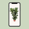 Geigen-Feige - Ficus Lyrata - ↕ 100 cm - Ø 27 cm