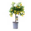 Zwergorangenbaum – Citrus calamondin – ↕ 45 cm – Ø 15 cm