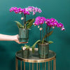 Nachtfalterorchidee lila – Phalaenopsis Orchidee – Morelia – ↕ ca. 35–45 cm – Ø 9 cm | Classy-Topf Grün