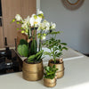 Nachtfalterorchidee - Phalaenopsis orange Las Vegas - ↕ 35 cm - Ø 12 cm | im goldenen Groove-Ziertopf Ø 12 cm