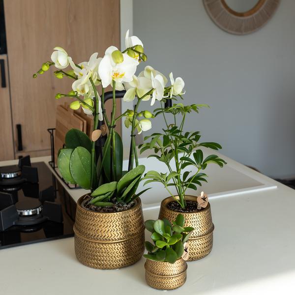 Nachtfalterorchidee - Phalaenopsis orange Las Vegas - ↕ 35 cm - Ø 12 cm | im goldenen Groove-Ziertopf Ø 12 cm