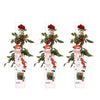 3x Kletterrose – Rosa Crazy in Love 'Red' – ↕ 65 cm – Ø 15 cm