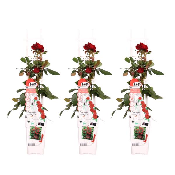3x Kletterrose – Rosa Crazy in Love 'Red' – ↕ 65 cm – Ø 15 cm