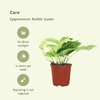 4x Efeutute – Epipremnum Marble Queen – ↕ 15 cm – Ø 12 cm